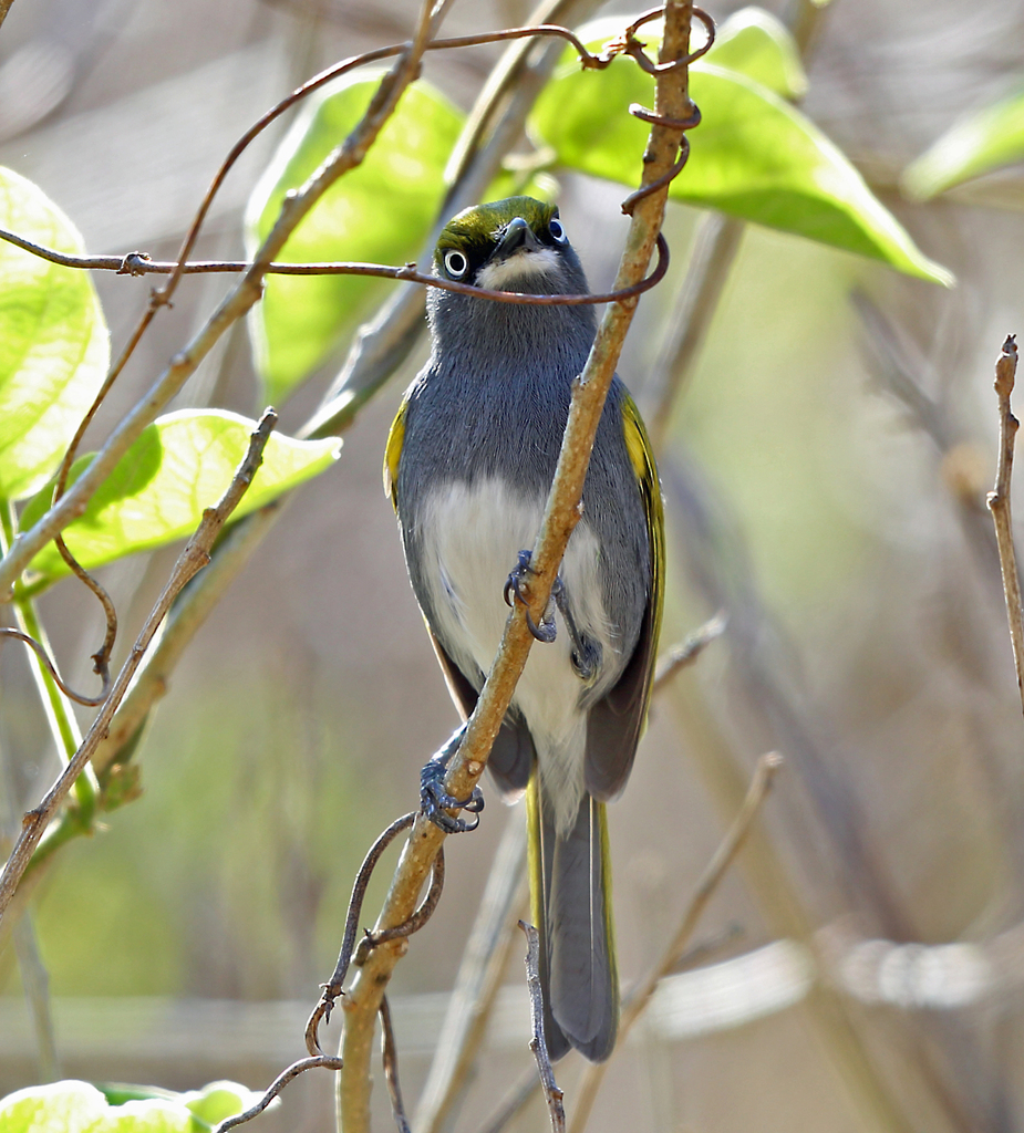 Slaty Vireo