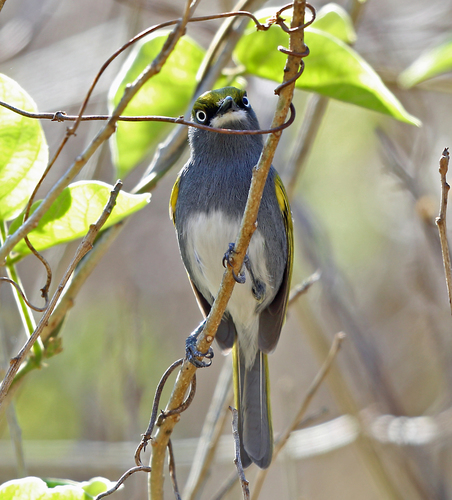 Vireo brevipennis