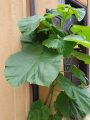 Paulownia tomentosa