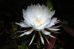 Epiphyllum oxypetalum