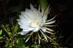Epiphyllum oxypetalum