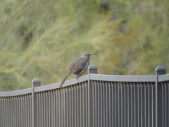 Toxostoma curvirostre