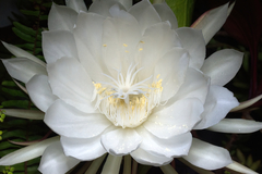 Epiphyllum oxypetalum