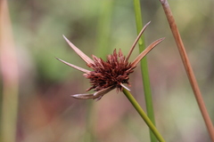 Cyperus vaginatus