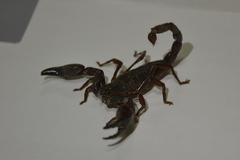 Scorpionoidea