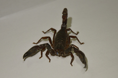 Scorpionoidea