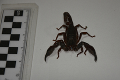 Scorpionoidea