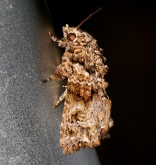 Callopistria guttulalis