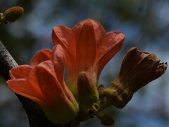 Brachychiton paradoxus