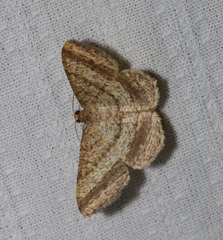 Chiasmia fidoniata