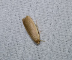 Danielithosia immaculata