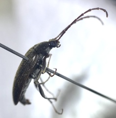 Capnochroa fuliginosa