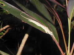 Anolis bicaorum