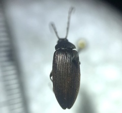 Capnochroa fuliginosa