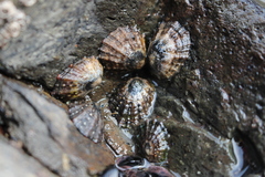 Cellana ornata