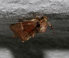 Elusa antennata