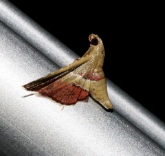 Endotricha repandalis