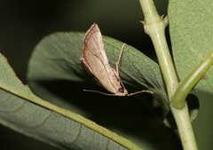 Endotricha theonalis