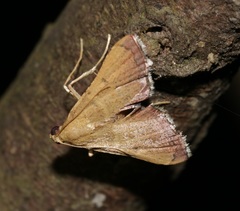 Endotricha theonalis