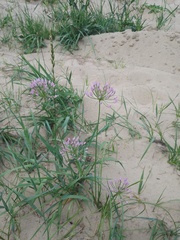 Allium angulosum