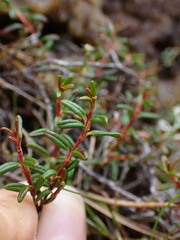 Kalmia procumbens