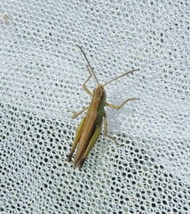 Chorthippus albomarginatus