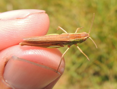 Chorthippus albomarginatus