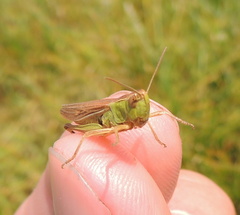 Chorthippus albomarginatus