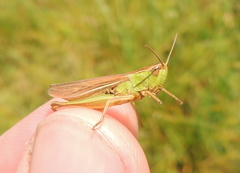 Chorthippus albomarginatus