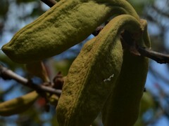 Brachychiton paradoxus