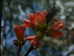 Brachychiton paradoxus