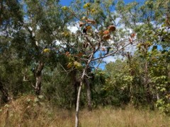 Brachychiton paradoxus