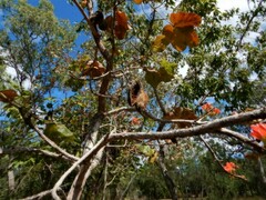 Brachychiton paradoxus