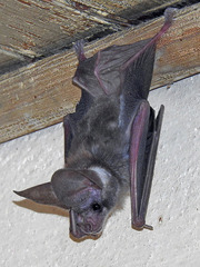 Macrotus californicus