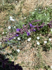Salvia × sylvestris