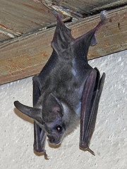 Macrotus californicus