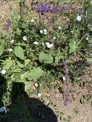 Salvia × sylvestris