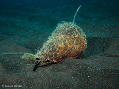 Conus canariensis