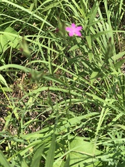 Dianthus armeria