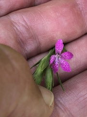 Dianthus armeria