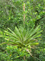 Tillandsia fendleri