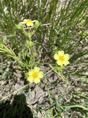 Potentilla paradoxa