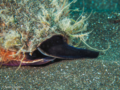 Conus canariensis