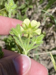 Potentilla paradoxa