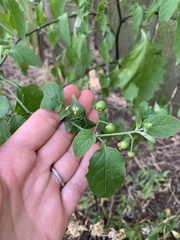 Solanum emulans