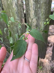 Solanum emulans