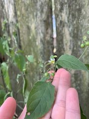 Solanum emulans