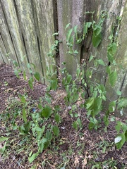 Solanum emulans