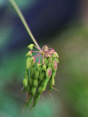 Coronilla coronata