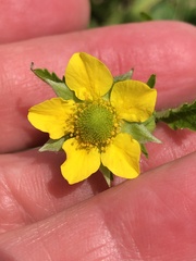 Geum